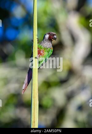 Un Parakeet endemendemico sabbiato dai grigi (Pyrrhura griseipectus) nel suo habitat naturale. Quixadá, Ceara, Brasile Foto Stock