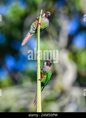 Un paio di parakeet endemici con granseipectus di Pirrhura nel loro habitat naturale. Quixadá, Ceara, Brasile Foto Stock