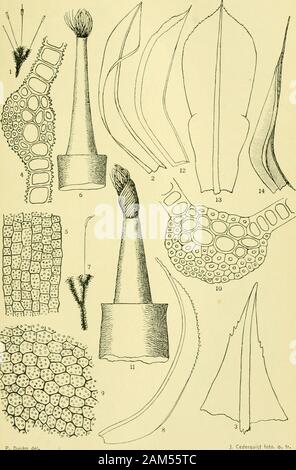 Arkiv för botanik . p. Dusen del. J. Cederquist foto. o. IR. ARKIV FÖR BOTANIK. Fascia 6. N:o 8. Taf. 7.. P. Dujén de ). Cederquist foto. o. tr. ARKIV FÖR BOTANIK. Banda (i. N:o 8. Taf. 8. Foto Stock