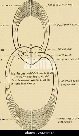 Note di veterinaria per i proprietari di cavalli : un manuale del cavallo di medicina e chirurgia . schiacciato dalla mano, drivesthe contenuto fluido attraverso un tubo in corrispondenza dell'altra estremità, sul conto della pres-ence di una valvola impedendone il ritorno attraverso il tubo dal quale esso enteredthe lampadina. Qui, il tubo di ingresso è le vene e il padiglione auricolare ; la lampadina, il cuore e i vasi sanguigni. 11 il ventricolo ; il tubo di uscita, l'arteria; e la pressione sulla lampadina iseffected dalla contrazione della muscolatura pareti del cuore, al più orless intervalli regolari di, nel cavallo, circa 40 al minuto. A partire da sinistra ve Foto Stock