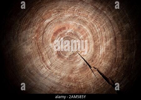 Illusione visiva. Tondo di legno con strati di anno in vignettatura scura che osserva come sfera Foto Stock