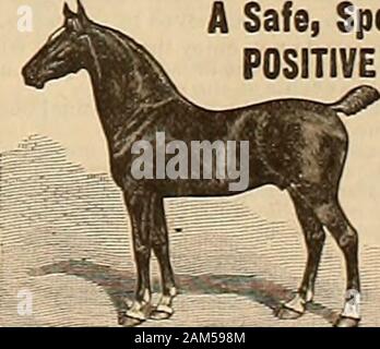 Allevatore e sportivo . dney e malattie della vescica, e penso che avery medicina prezioso per i cavalli che stanno cambiando fromplace a posto e cambiando acqua ogni settimana. Sto, Kespectfully, M. Salisbury, Pleasanton, Cal. ?*? Volevo-diversi uomini fedeli o WO-* gli uomini a viaggiare per responsabile casa stabilito nella lettera qui inserisci nome del tuo ardesia). Stipendio $ 780, pagabili $15settimanale e le spese. Posizione permanente. Riferimento.racchiudere seif indirizzata busta stampata. Il National,Star Building, Chicago. Proprietari di cavalli dovrebbe. T TseGOlIBAirLTS CausticBalsam grande veterinario francese Remedy una sicura e rapida di un Foto Stock