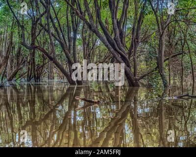 Amazzonia. Foresta pluviale vicino al Fiume Javari, affluente del Fiume Amazzonico. Selva al confine tra Brasile e Perù. Sud America. Acqua di mare alta Foto Stock