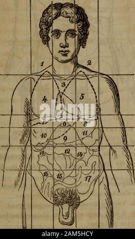 Physikalische Diagnostik und deren Anwendung in der Medicin, Chirurgie, Oculistik, Otiatrik und Geburtshilfe : enthaltend : Ispezione, misurazione, la palpazione, percussioni und auscultazione, nebst einer kurzen diagnosticare der Krankheiten der Athmungs- und Kreislaufsorgane . Linien perpendiculär vonden Acromialenden der Schlüsselbeine nach den vordemobern Darmbeinhöckern gezogen, zwei andere gehen von denäussern Augenwinkeln gerade zur Leistengegend herab. Die-sen entsprechend werden ähnliche Linien auch an der Rü-ckenfläche des Rumpfes gezogen, oder gezogen gedacht.Alle diese perpendiculären Linien Foto Stock