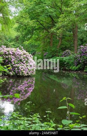 Il Tiergarten, a piedi attraverso il verde bellissimo parco nel centro di Berlino, bellissimi grandi cespugli con fiori vicino al fiume Foto Stock