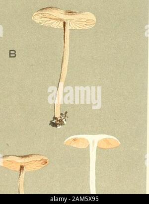 Le illustrazioni della British funghi Hymenomycetes), per servire come un atlante per il "Handbook of British funghi' . •#. W.P. - ^^^ AGARICUS (NAUCORIA) TENAX. Le patatine fritte. Coed Coch. Ottobre, 1879. DERMINI. Foto Stock