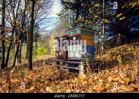 In legno colorato alveari in bella la natura in autunno, giornata di sole Foto Stock