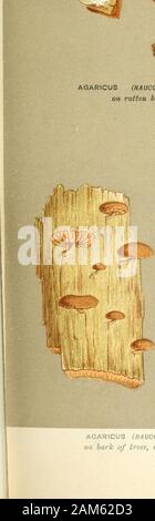 Le illustrazioni della British funghi Hymenomycetes), per servire come un atlante per il "Handbook of British funghi' . AGARICUS (NAUCORIA CENTUNCULUS). Le patatine fritte,sul marcio in legno di faggio. jEpping. B. % Foto Stock