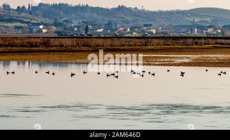 Bella vista panoramica del Padule di Fucecchio in provincia di Firenze, Toscana, Italia, con gruppi di anatre Foto Stock