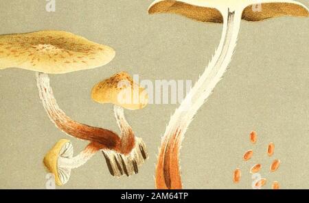 Le illustrazioni della British funghi Hymenomycetes), per servire come un atlante per il "Handbook of British funghi' . I G.M. %&Gt;¥ AQARICUS (FLAMMULA) OCHROCHLORUS Fries.sul legno marcio,. Scarboro. Foto Stock