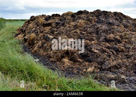 Il letame accatastati nel campo riducendo in concime organico per essere utilizzati come fertilizzanti, Somerset, Inghilterra Foto Stock