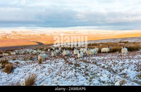 Un gregge di pecore di Swaledale in inverno su una remota brughiera aperta vicino a Tan Hill inn, Keld, North Yorkshire. Orizzontale, Orizzontale.spazio per la copia. Swaledale Foto Stock