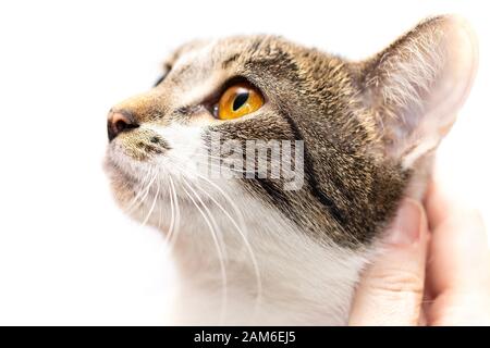 Ritratto di un gatto non nativo, primo piano della testa. Foto Stock