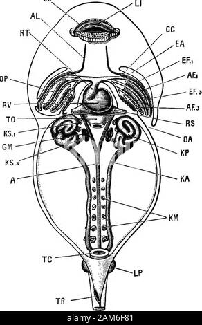 La rana: introduzione alla Anatomia, Istologia ed embriologia . els, ma incompleta, è presente in thefourth brachiale arch : e navi formate sullo stesso piano, butstill meno completa, e mostrando segni di cambiamenti degenerativi,sono presenti nel hyoid e arcate mandibolari. Non vi sono quindi i sei gruppi di navi brachiale su ciascun lato delle faringe: di questi, tre nel primo, secondo e thirdbranchial archi, sono completi; uno, nel quarto branchialarch, è incompleta ; e due in hyoid e mandibulararches, sono rudimentali. 2. La circolazione durante il periodo di tempo il tadpole è breathi Foto Stock