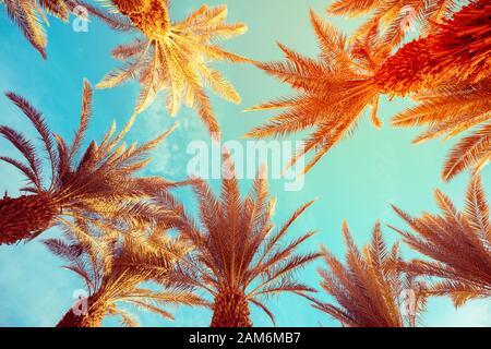 Cime di alberi di palma contro il cielo blu. Natura tropicale sfondo. Palme vista dal basso Foto Stock