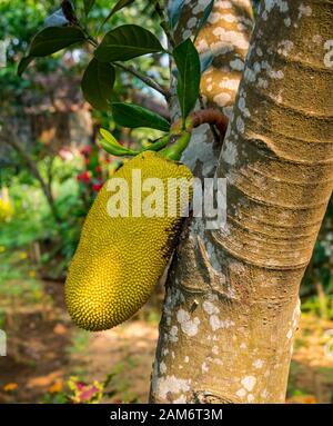 Grande jackfruit, Artocarpus eterophyllus, crescendo su jack tree, Tam Coc Garden resort, Ninh Binh, Vietnam, Asia Foto Stock