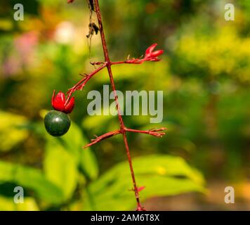 Primo piano di Mickey mouse frutti di bosco, Ochna serrulata, Tam Coc, Ninh Binh, Vietnam, Asia Foto Stock