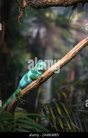 rettile verde blu sul ramo acquario animale domestico zoo casa cute lucertola testa lingua occhi guardare passeggiata esotico raro Foto Stock