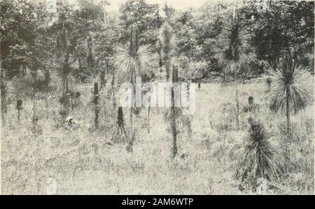 Trimestrale forestali . La figura 1. Sette anni di peccio piantine in primo piano. Essi sono stati bruciati forat annualmente almeno sei anni. Confrontare con la crescita delle piantine di incombusti mostrato qui di seguito.. Figurh; 2. Sette anni di peccio secdlints coltivate su un campo aperto e mai bruciato. Confrontare la crescita con quelle sopra. Gennin&lt;sizione di peccio 537 Piantina crescita: Che peccio piantine sono in grado ofmaking un molto di crescita migliore rispetto a quella indicata da questo plotis mostrato dalle allegate fotografie. La figura 1 è una viewtaken sull'appezzamento le piccole macchie nere che rappresentano la se Foto Stock