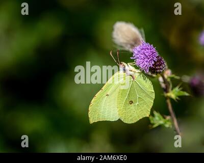 Farfalla comune di Brimstone su un thistle Foto Stock