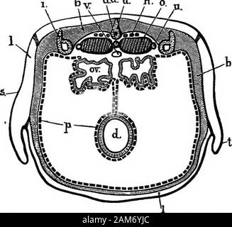 La rana: introduzione alla Anatomia, Istologia ed embriologia . versely a loro posteriorends per facilitare il processo di tfie e girare di nuovo così come per visualizzareil visceri. Visceri addominali 19 gonfiare t/ie Itmgs con un colpo-tubo attraverso la glottide e inflatethe vescica attraverso la cloaca! L'apertura. Nota e disegnare il gcTwral arramgemenl del vi8cera,^showingthe struciwes seguenti : 1. Il cuore, racchiuso in il pericardio, è situato in themiddle linea ventrale e nella condizione naturale del partsis coperto dal corpino pettorali e lo sterno. 2. Il fegato è un grande rosso-bro Foto Stock