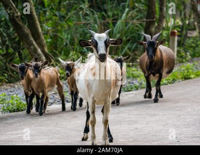 Mandria selvatica semi-ferale di capre con capretto giovane capre su strada guardando, Tam Coc, Ninh Binh, Vietnam, Asia Foto Stock