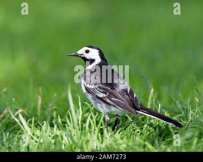 Pied Wagtail (Motacilla alba) a Galway, Irlanda. Foto Stock