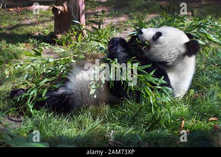 Panda gigante di mangiare il bambù sull'erba Foto Stock