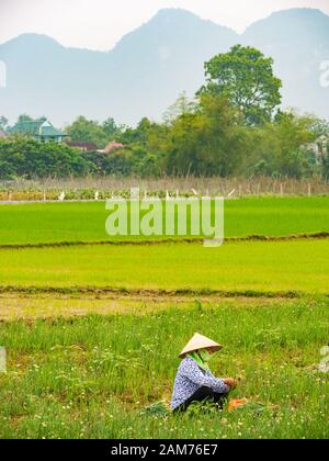 Donna locale che indossa cappello conico raccogliendo cipolline nel campo, Dong Tham, Ninh Binh, Vietnam, Asia Foto Stock