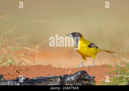 Oriole di Audubon (Icterus graduacauda) nel Texas meridionale, Stati Uniti Foto Stock