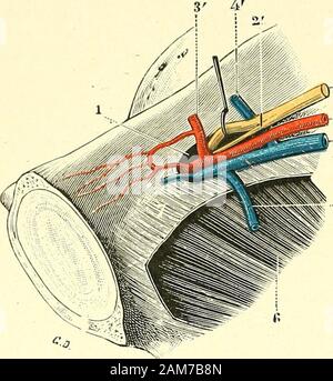 Traité d'anatomie humaine . Ée dans le canal(fig. 135, 2) et dans le canal lui-même, le nerf obturateur et les vaisseaux omo-nymes se disposent ordinairement de la façon suivante : le nerf est le plus élevé;vient ensuite lartère, et au-dessous de lartère, la veine. 200 NEVROLOGIE "4 A. rami collatérales. - Dans son trajet abdoniidal et pelvien, le nerf obtu-rateur ne fournit aucune branchecollatérale. Un figlio entrée dans lecanal sous-pubien, quekfuefois 8 ou10 millimètres au-dessus de ce canal,il abandonne onu rameau musculaire(tig. 135,2) c]ui, après tribunale onu tra-jet, disparaît dans le bord Foto Stock