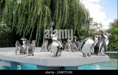 Vista di un gruppo di pinguini di Humboldt, Spheniscus humboldti, su un altopiano di pietra Foto Stock