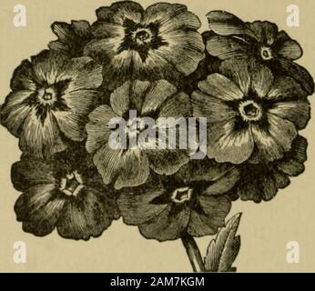 Le nostre case e i loro complementi; . agnificentflowers. 326 Le nostre case e i loro complementi. Ageratum.-un prezioso impianto sul conto della lunghezzadel tempo rimane in fiore e per contrasti di colore conla più brillante varietà. Fiorisce costantemente tutti somma-mer in giardino e se rimosso per il green-house, allwinter. Auspicabile per i fiori recisi per mazzi. Growsone piedi e mezzo alta e le piante dovrebbero stare twofeet apart. Luce di colori blu e bianco puro. Avviare theseeds sotto vetro e trapianto. Hardy annuale. Ahutilon.-molto popolare, perenne verde-house arbusto,con a campana, Foto Stock