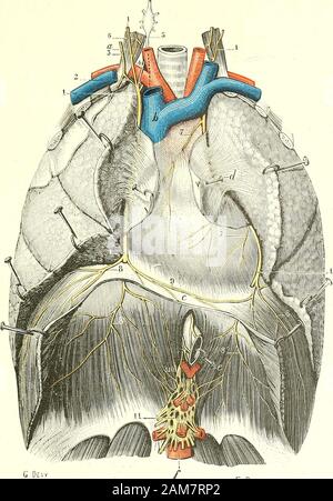 Traité d'anatomie humaine . supérieure, branche de la mammaire interne, et par la veine demême nom. D. anastomosi. - Au cours de son trajet, le nerf phrénique sanastomose avectrois nerfs : le nerf du sous-clavier, le grand sympathique et le grand hypoglosse. a. Vanastomose avec le nerf du sous-clavier (tig. I06,i9) est constituée parun filet très ténu, qui se détache de ce dernier nerf au-devant du scalène antérieuret se jette dans le phrénique au momento de son entrée dans le torace. 1). Lanastomose avec le Grand sympathique (fig. 10H,]9) est généralementdouble : onu premier filet, à direzione Foto Stock