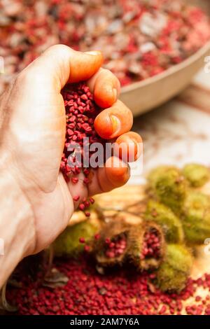 annatto seme rosso condimento arancio e colorazione alimentare derivato da acciote tree.bixa orellana è usato per fornire colore, sapore e aroma al cibo Foto Stock