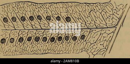 Felci: British e esotici.. . ROLY?OriUM LEPIDOPODUM.XVI-VOL. 2.. Porzione di pinna di matura Frond-sotto il lato. POLYPOmUM LEPIDOPODUM, Link. Kunze. Piastra XVI. VOL. II. Chrysopteris lepidopoda. Link. Polypodium-Polypody. Lepidopodum-squamosa-footed. Nella sezione Drynaria degli autori. La presente la felce, in merito alla quale così poco è noto, è specie ahandsome con verde brillante fronde, che sono carnose erectand; e, quando un impianto è ben stabilito, in modo closelydo le fronde luogo-(dal diffondersi di rhizoma) all'altro,come per dare un aspetto di una foresta in miniatura. Di solito trattata come un greenho Foto Stock