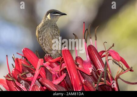 L'Honeyeater di Lewin si alimenta con il fiore di gymea Lily Foto Stock