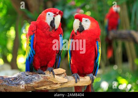 Scarlet Macaw pappagalli in Riviera Maya Jungle, Messico Foto Stock