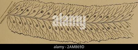 Felci: British e esotici.. . P 0 L Y P 0 D I U M S U B P K T I O :. A T U M.Xl-VOL. 2.. Porzione di pinna di matura Frond-sotto il lato. POLYPODIUM SUBPETIOLATUM.Hooker. Moore e Houlston. Kunze. J. Smith. Piastra XI. VOL. II. Polypodium-Polypody, Suhpetiolatum corto-sgambate. Polypodium suhpetiolatum non è ben noto dalla Ferncultivators generalmente, essendo ancora principalmente confinata alla largestcollections. È un arbusto sempreverde specie di stufa. Nativo del Messico e Guatemala. Introdotto nella Royal Gardens di Kew, nel 1845, havingbeen trasmesso dal sig. D. Cameron. .. Le fronde pubescent, lineare-lanceolate Foto Stock