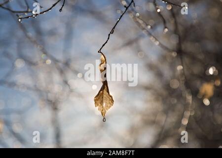 Acqua che gocciola fuori di foglie di albero. Foto Stock