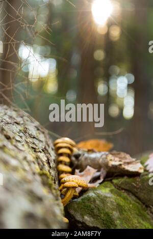 I funghi che crescono su registro morto nella foresta Foto Stock