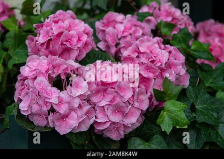 Rosa Hydrangeas Bloom a Keeneland all'inizio dell'estate Foto Stock