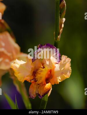 Un primo piano di un bellissimo e colorato fiore iris stelo contro uno sfondo verde scuro. Foto Stock