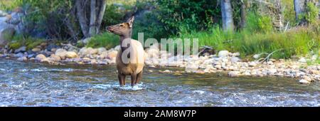 Rocky Mountain Elk Cervus canadensis femmina mucca in un fiume a Estes Park, Colorado Foto Stock