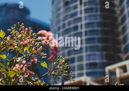 Perth, AUSTRALIA - Dicembre 24th, 2019: Piante native australiane di fronte al Ritz-Carlton hotel costruito e le torri in Elizabeth Quay, Perth's. Foto Stock