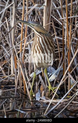 Un bittern americano (Botaurus lentiginosus) guado nelle canne in cerca di pesce. Foto Stock