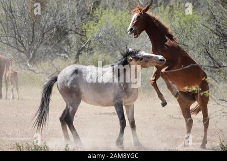 I cavalli selvatici combattono per proteggere il loro territorio nel deserto dell'Arizona. Foto Stock