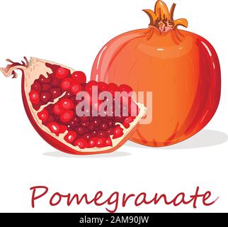 Immagine vettoriale di melograno a mano isolata su sfondo bianco. Illustrazione Vettoriale