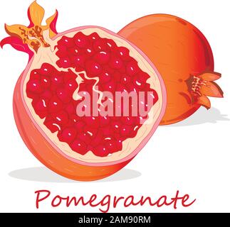 Immagine vettoriale di melograno a mano isolata su sfondo bianco. Illustrazione Vettoriale