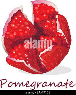 Immagine vettoriale di melograno a mano isolata su sfondo bianco. Illustrazione Vettoriale